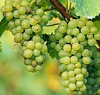 TP Vineyards - Accommodation Sunshine Coast