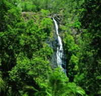 Kondalilla National Park - Accommodation Sunshine Coast