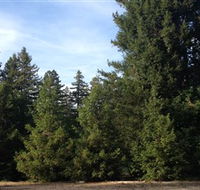 Pialligo Redwood Forest - Accommodation Sunshine Coast