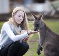 Bonorong Wildlife Sanctuary - Accommodation Sunshine Coast