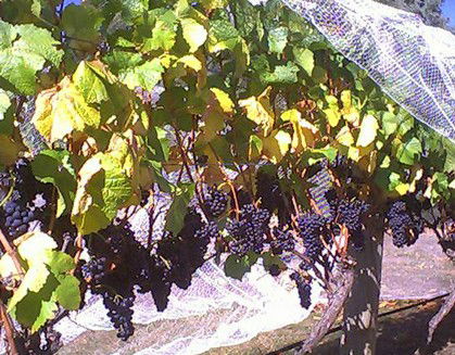 Palmara Vineyard - Accommodation Sunshine Coast 0