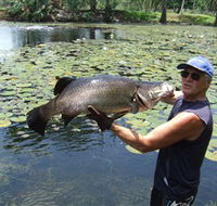 Barra Feeding - Accommodation Sunshine Coast
