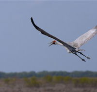 Gayngaru Wetlands Interpretive Walk - Accommodation Sunshine Coast