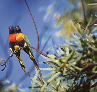 Wangi Falls Walk - Accommodation Sunshine Coast