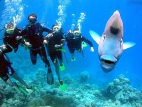 Jew Shoal Dive Site - Accommodation Sunshine Coast 0