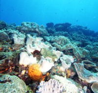 Mudjimba Old Woman Island Dive Site - Accommodation Sunshine Coast