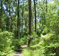Mapleton Falls National Park - Accommodation Sunshine Coast