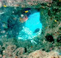 Michaelmas Cay Dive Site - Accommodation Sunshine Coast