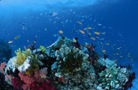 Southern Small Detached Reef Dive Site - Accommodation Sunshine Coast 0