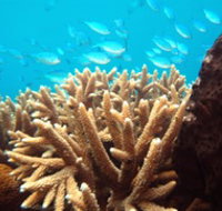 Normanby Reef - Accommodation Sunshine Coast