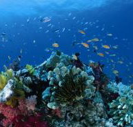 Steve's Bommie Dive Site - Accommodation Sunshine Coast
