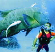 Cod Hole Dive Site - Accommodation Sunshine Coast