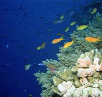 The Three Sisters Dive Site - Accommodation Sunshine Coast