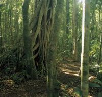Mount Bithongabel - Accommodation Sunshine Coast