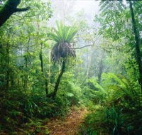 Lamington National Park Green Mountains Section - Accommodation Sunshine Coast