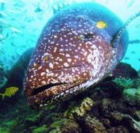 Lady Musgrave Island Dive Sites - Accommodation Sunshine Coast