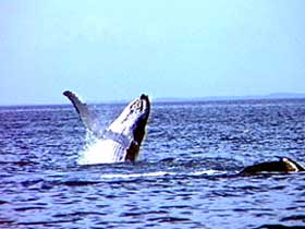 Whale Watching - Accommodation Sunshine Coast 0