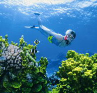 Wheeler Reef Dive Site - Accommodation Sunshine Coast