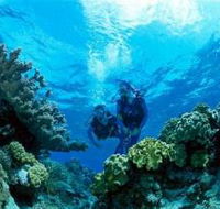 Coral Gardens Dive Site - Accommodation Sunshine Coast