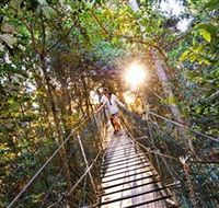 Tree Top Walkway - Accommodation Sunshine Coast