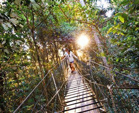 Tree Top Walkway - Accommodation Sunshine Coast 0