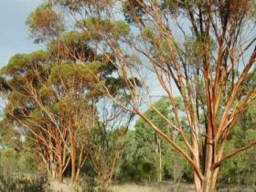 Southern Queensland Country QLD Accommodation Sunshine Coast
