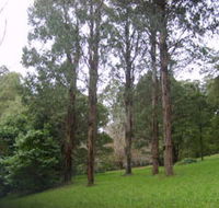 Mount Dandenong Arboretum - Accommodation Sunshine Coast