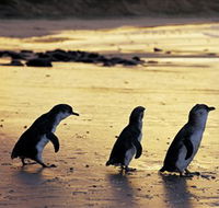 Phillip Island Nature Park - Accommodation Sunshine Coast