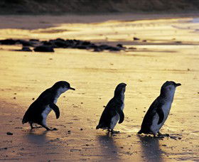 Phillip Island Nature Park - Accommodation Sunshine Coast 0