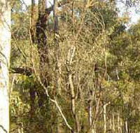 Warby-Ovens National Park - Accommodation Sunshine Coast
