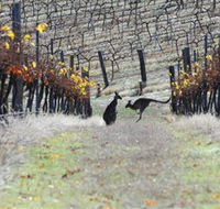 Blue Pyrenees Estate - Accommodation Sunshine Coast