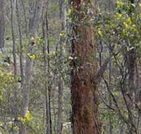 Heathcote-Graytown National Park - Accommodation Sunshine Coast