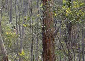 Heathcote-Graytown National Park - Accommodation Sunshine Coast 0