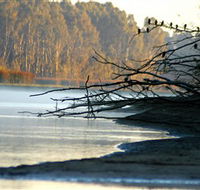 Barmah National Park - Accommodation Sunshine Coast