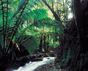 Melba Gully - Accommodation Sunshine Coast 0
