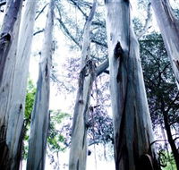 Dandenong Ranges National Park