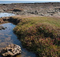 Ricketts Point Marine Sanctuary - Accommodation Sunshine Coast