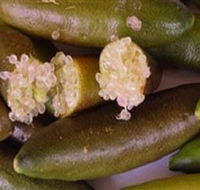 Sandy Creek Olives and Finger Limes - Accommodation Sunshine Coast