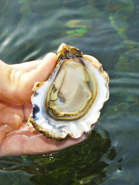 The Oyster Pot - Accommodation Sunshine Coast 0