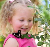 Coffs Harbour Butterfly House - Accommodation Sunshine Coast