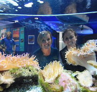 Solitary Islands Aquarium - Accommodation Sunshine Coast