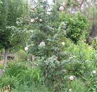 Tombstone Estate Vineyard - Accommodation Sunshine Coast