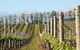 Philip Shaw Wines - thumb 0