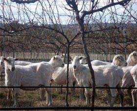 Thunder Ridge Wines - Accommodation Sunshine Coast 2