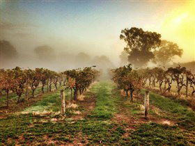 Lambert Estate Wines - Accommodation Sunshine Coast 1
