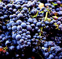 Nandroya Vineyard - Accommodation Sunshine Coast