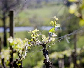 Galli Estate Winery - Accommodation Sunshine Coast 0
