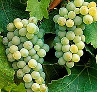 Clover Hill Vineyard - Accommodation Sunshine Coast