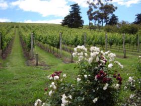 Pembroke Estate Vineyard - Accommodation Sunshine Coast 0