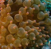 Coral Gardens Dive Site Mooloolaba - Accommodation Sunshine Coast